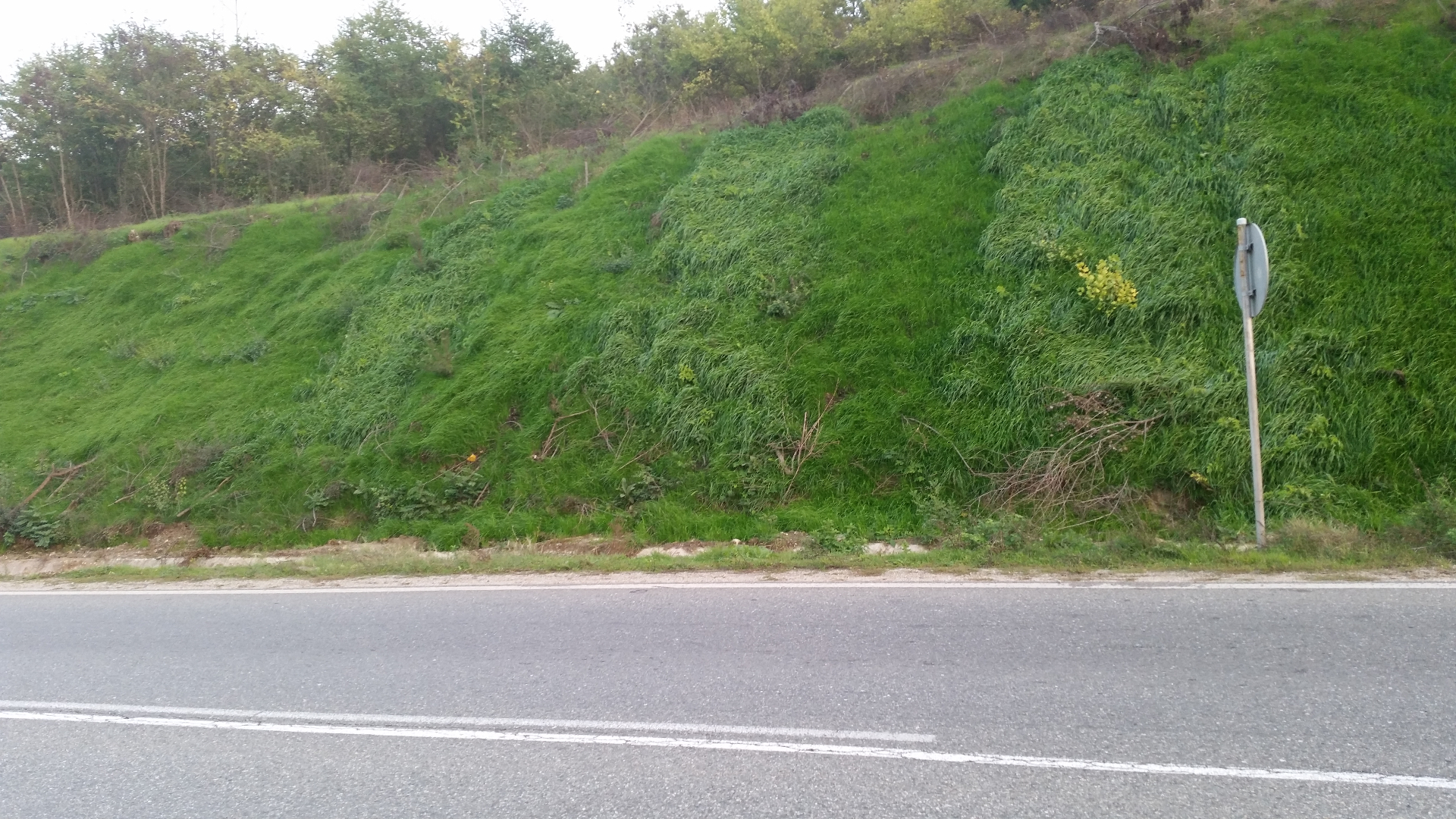 CW-01 after, stabilized vegetation